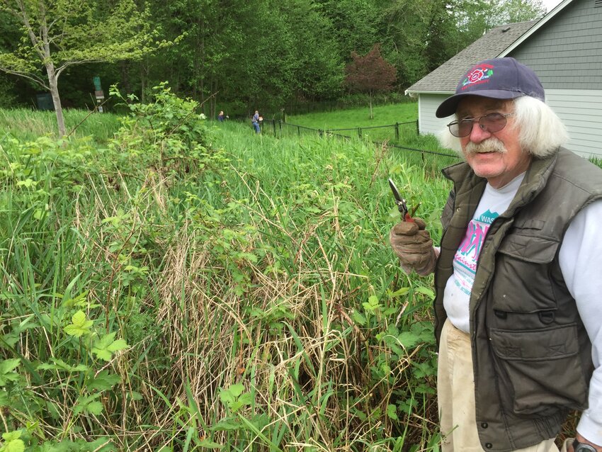 Bill Moeller wields his clippers as he attacks fresh blackberry canes during a work party at the Seminary Hill Natural Area on April 23, 2016.