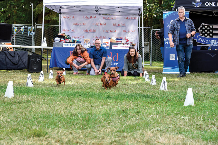 Wiener dogs Chloe (left), Charlotte and Lilly-May race toward the finish line at Ridgefield Oktoberfest. Charlotte (center) claimed victory and took home a basket of dog toys. The Wiener Dog Race, a popular tradition, was hosted by the Ridgefield Chamber of Commerce.