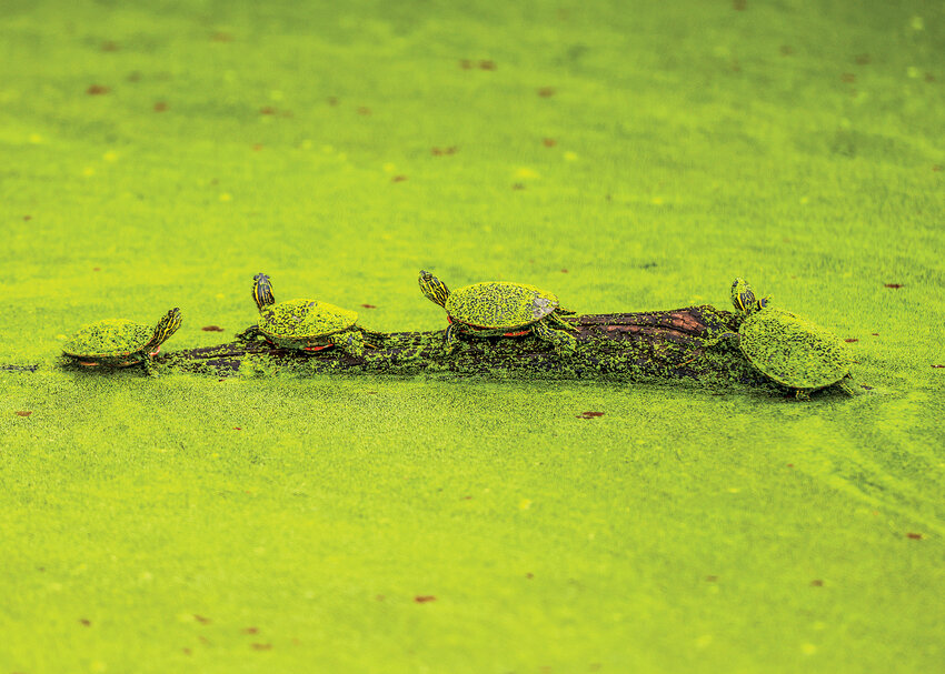 A grouping of young Western painted turtles pasted in duckweed rest on a floating log in a slough at the Ridgefield National Wildlife Refuge River S Unit on Thursday, Sept. 12.