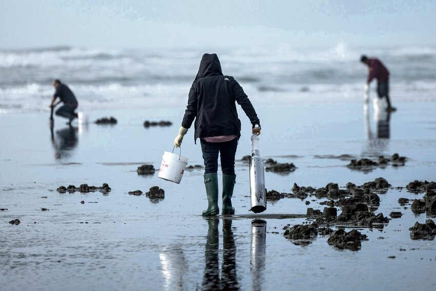 A woman searches for razor clams at Grayland Beach on Friday, March 8.