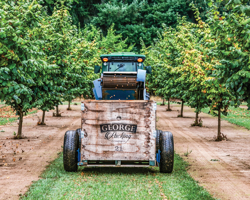 Rob Baur, co-owner of Baurs Corner Farm, collects the first commercial hazelnut harvest with the “Getzumall” Orchard Sweeper on Thursday, Sept. 26.