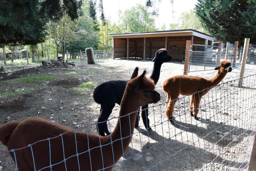 La Vida Alpaca and Tahoma Vista Fiber Mill hosted its portion of the National Alpaca Farm Days event on Saturday, Sept. 28 and Sunday, Sept. 29.