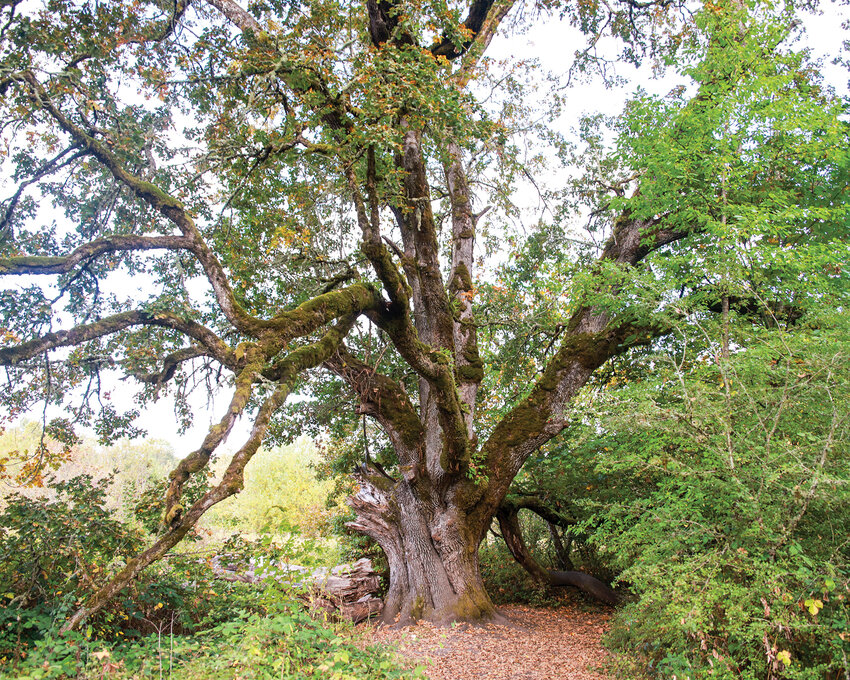 An over 400-year-old Oregon white oak tree highlights the long-standing ecosystem of an oak woodland along the Oaks to Wetlands Trail at the Ridgefield National Wildlife Refuge’s Carty Unit.