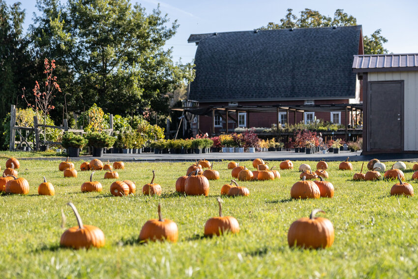 Pumpkins lay in a field for the first-ever &ldquo;U-Pick Pumpkins&rdquo; pumpkin patch at Dirty Thumb Nursery in Adna on Thursday, Oct. 10. The nursery is open Wednesday through Saturday from 9 a.m. to 5 p.m. It is open from 10 a.m. to 4 p.m. on Sunday.