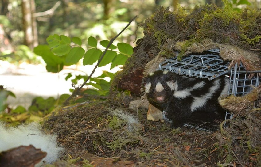 What’s black and white and runs all over? The tiny western spotted skunk, Oregon State University researchers found.