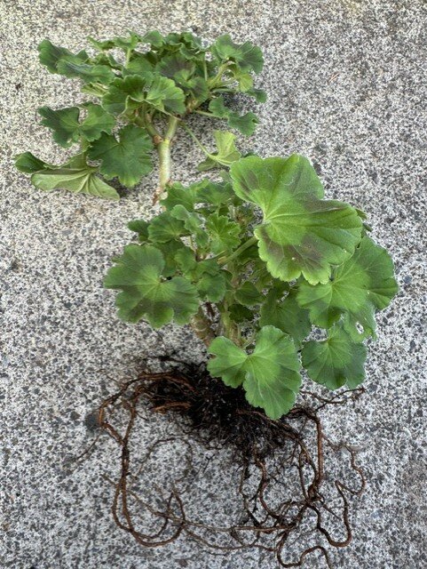 To prepare geraniums for overwintering, WSU Extension Master Gardener Emily Shue recommends brushing away the soil and trimming off damaged leaves, roots and leftover flowers.