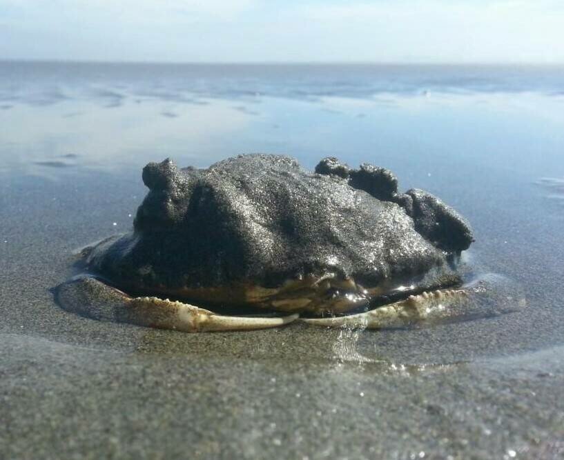 A Dungeness crab partially buried in sand on a coastal beach.
