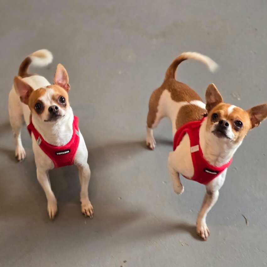 The Onalaska Farm Sanctuary published this photo of the chihuahuas on its Facebook page Friday.