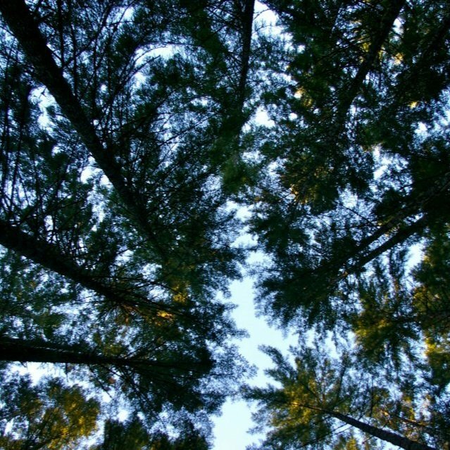 Cispus is surrounded by tall and healthy forests.