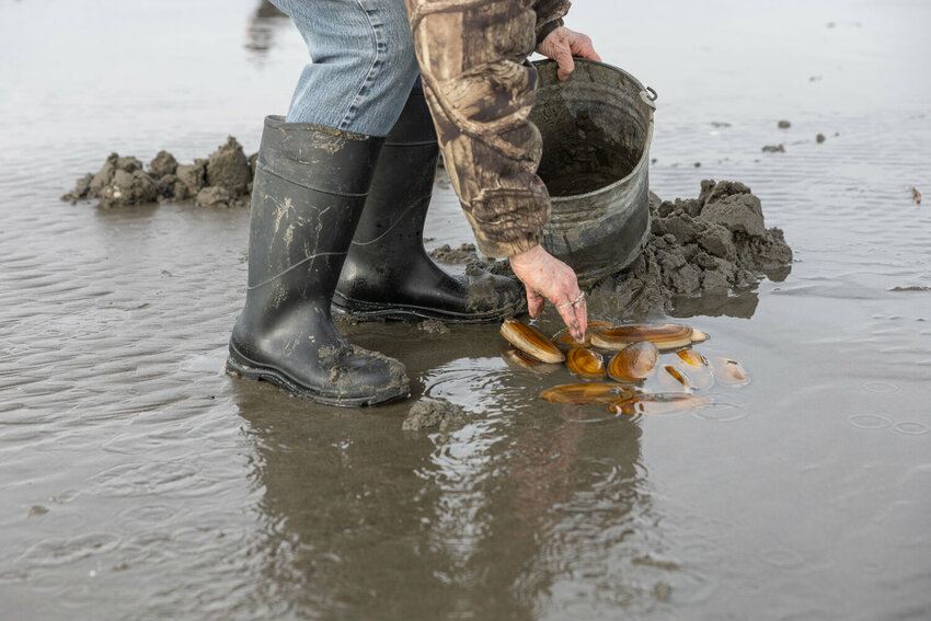 Sherry Church cleans her razor clams at Grayland Beach on Friday, March 8, 2024.