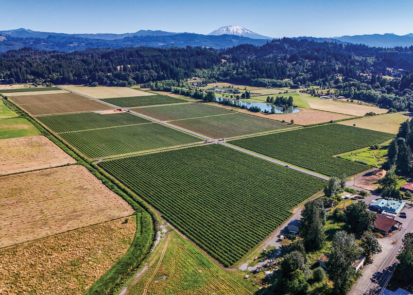 A large plot of agricultural land sits in the shadow of Mount St. Helens in the Fargher Lake area.