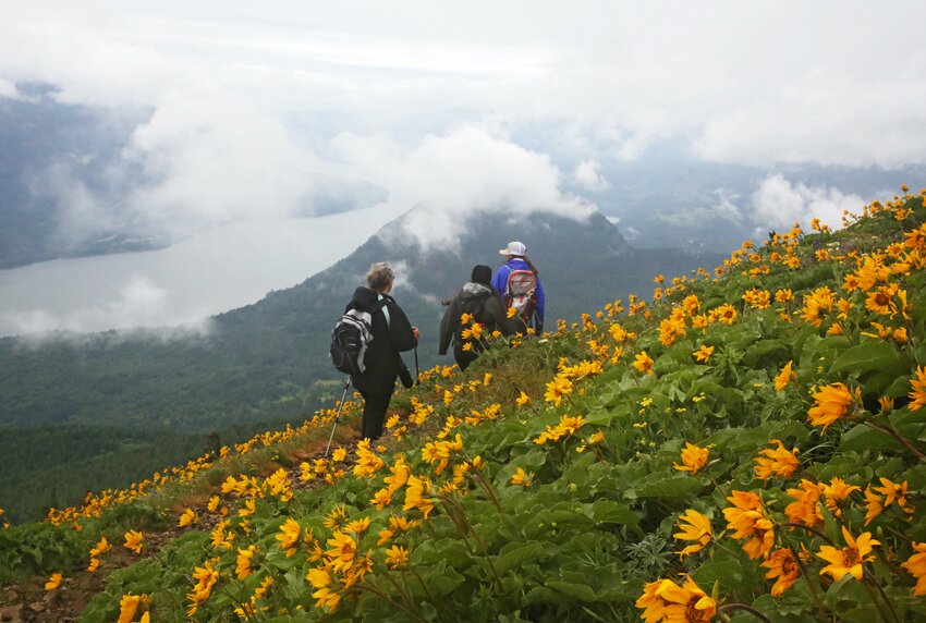 Hikers make their way past yellow balsamroot wildflowers blooming on the slopes of Dog Mountain, as a gray mist hangs over the Columbia River Gorge.