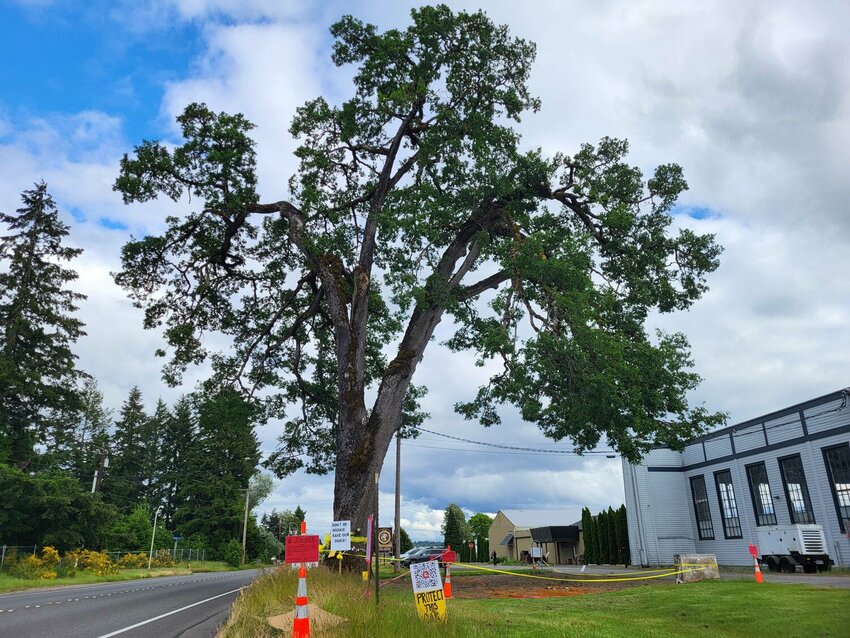 A group of advocates are trying to save the Davis Meeker Garry oak in Tumwater after the city deemed the tree unsafe.