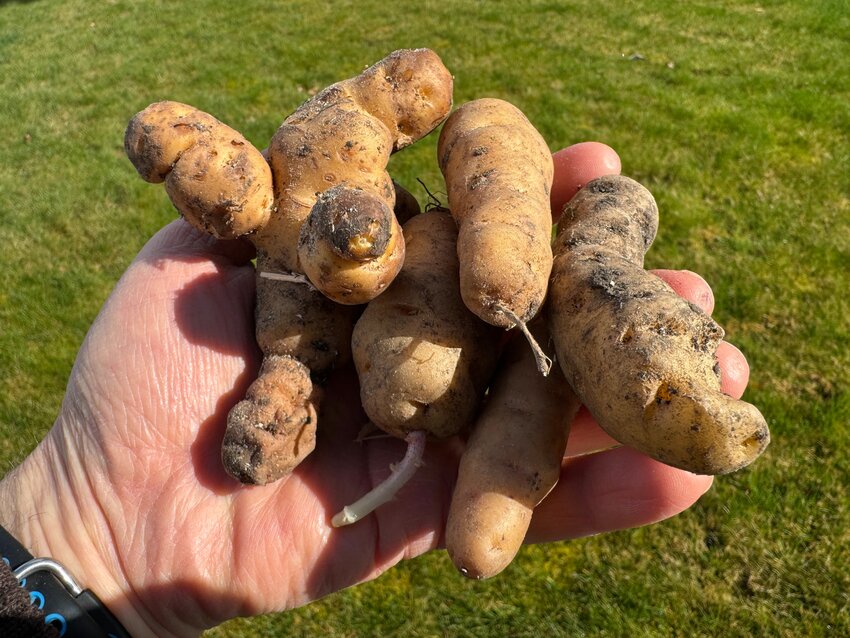 A handful of Makah Ozette potatoes. Plant each potato whole.