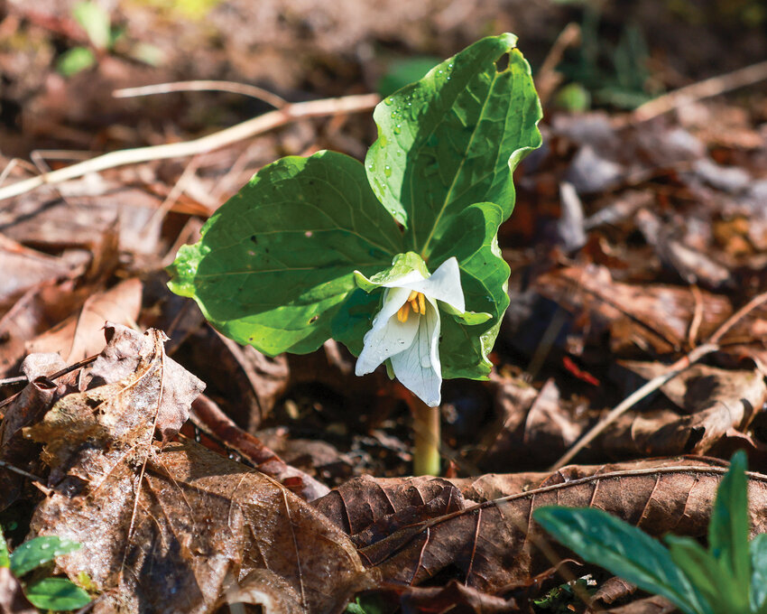 A western trillium begins to bloom in a native plant habitat area in Clark County on Thursday, March 13.