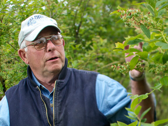 Glenn Aldrich examines blueberry plants in this 2012 photo provided by Washington State University.