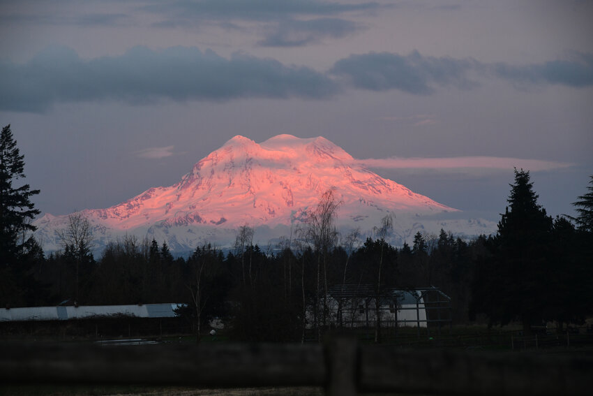 A sunset painted Mount Rainier pink during the evening hours of Sunday, March 16, in Roy.