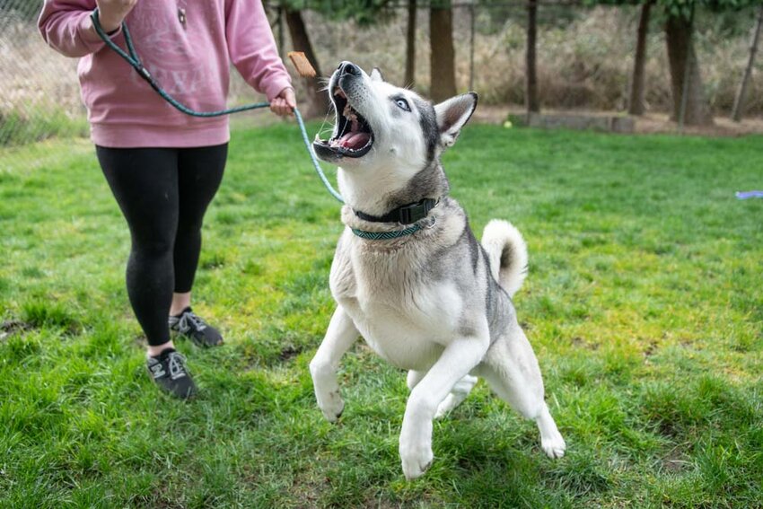 Rocky the husky jumps to catch a treat at the Lewis County Animal Shelter on Tuesday, March 18.
