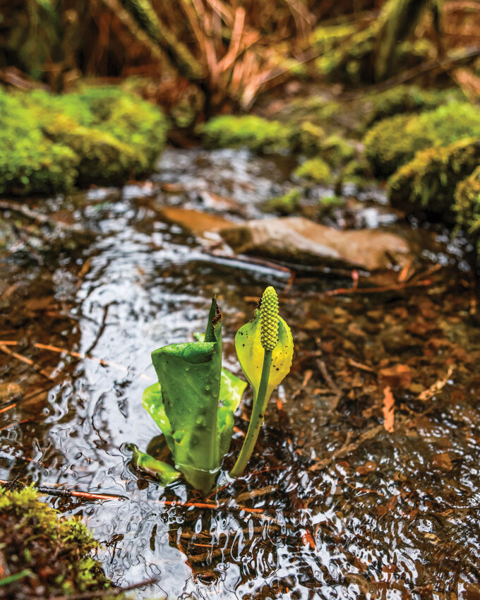 Western skunk cabbage grows out of an unnamed tributary of Big Tree Creek at Moulton Falls Regional Park on Monday, March 17.