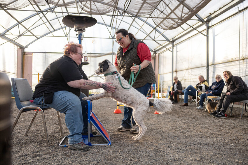 Dog trainer Lisa Tyson helps Sofie learn how to use a flyball launcher with her owner Karen Landis during the first session of flyball class at Pacific NW Pet Center in Chehalis on Thursday, March 27.