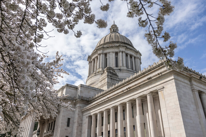 Cherry blossoms are in full bloom at the Washington state Capitol in Olympia on Wednesday, April 2.