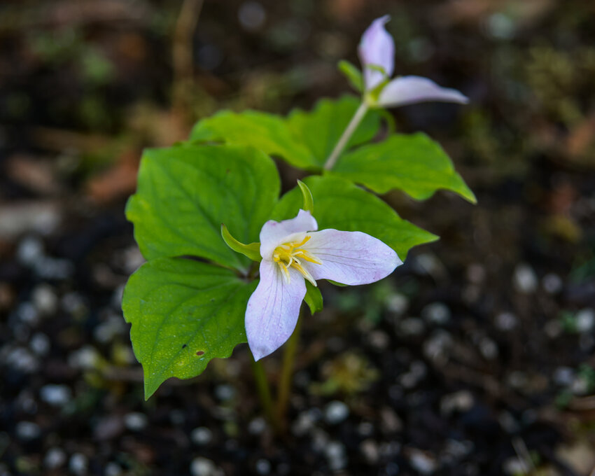 A western trillium from Nature&rsquo;s Haven Plant Nursery blooms in a backyard habitat in Clark County on Friday, April 4.