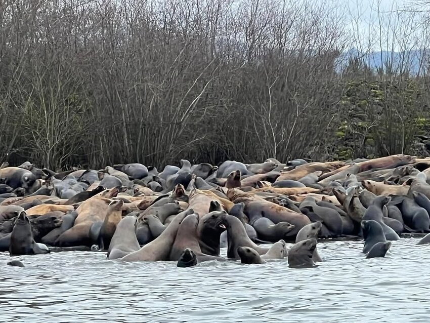 Sea lions gather in the Lower Columbia.