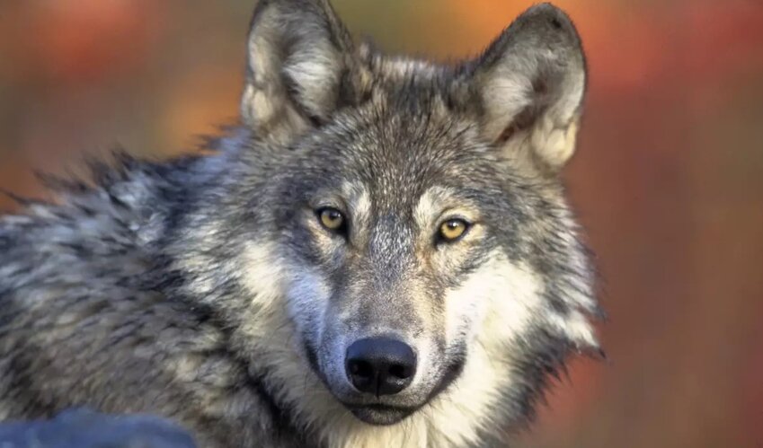 A gray wolf. (Gary Kramer/U.S. Fish and Wildlife Service)