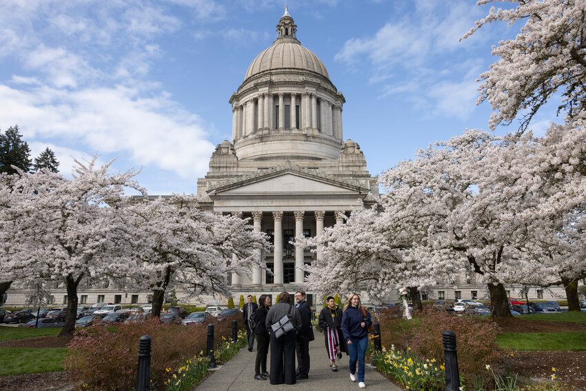 Cherry blossoms are in full bloom at the Washington state Capitol in Olympia on Wednesday, April 2.