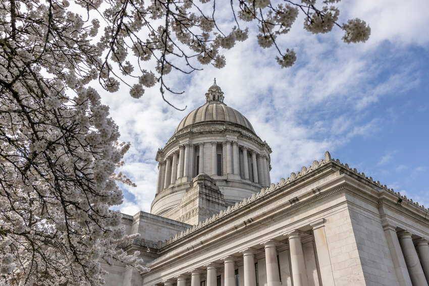 Cherry blossoms are in full bloom at the Washington state Capitol in Olympia on Wednesday, April 2.