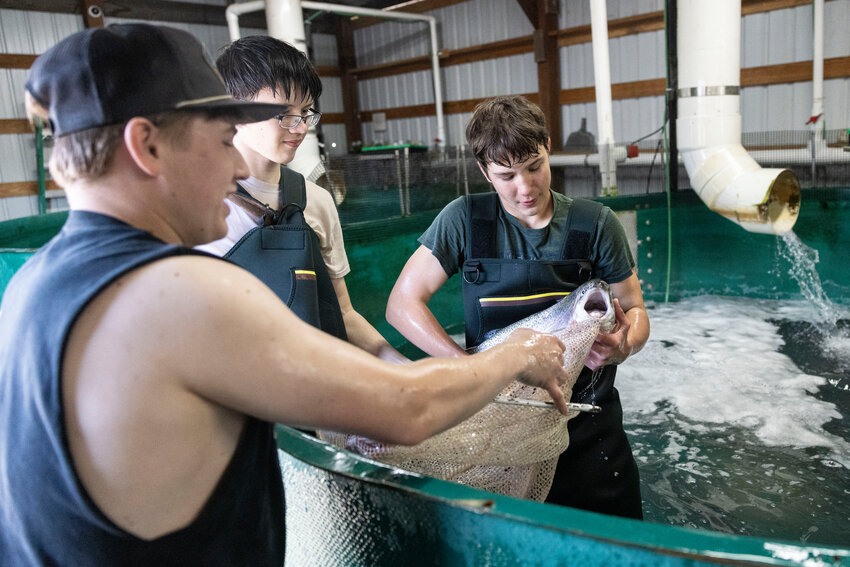 Student Huddson Barnes picks up a rainbow trout in a tank in the Onalaska High School&rsquo;s hatchery on Thursday, April 24.