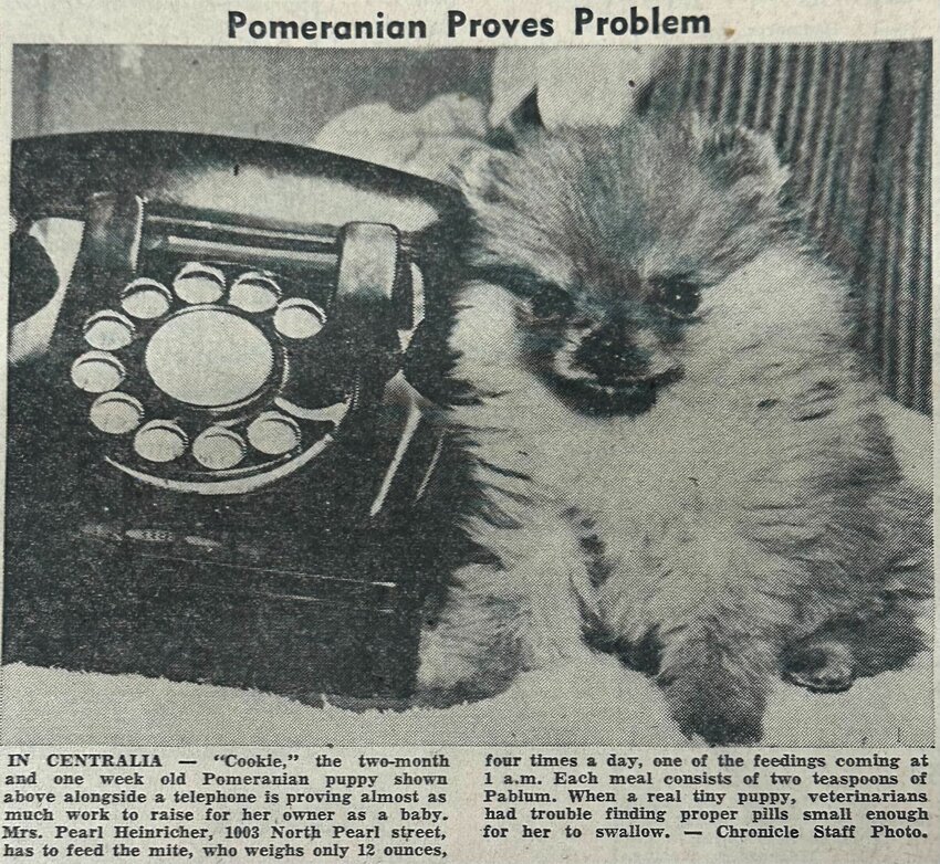 In the Tuesday, May 3, 1955, edition of The Chronicle, it was reported that Cookie, a 2-month and 1-week old Pomeranian puppy, was “proving almost as much work to raise for her owner as a baby.” Owned by Pearl Heinricher, of Centralia, the 12-ounce puppy — which was featured on the front page in a photo sitting next to a phone that was bigger than her — required a lot of attention. Heinricher “has to feed the mite” four times daily including once at 1 a.m., with each meal consisting of two teaspoons of Pablum, an old cereal made for infants by Mead Johnson & Company to combat malnutrition. “When a real tiny puppy, veterinarians had trouble finding proper pills small enough for her to swallow.”
