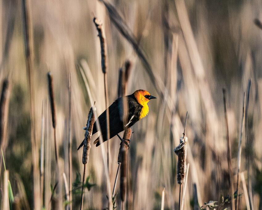 A male yellow-headed blackbird stands atop a cattail at the Ridgefield National Wildlife Refuge’s River S Unit on Wednesday, April 30. The yellow-headed blackbird marks the 78th bird species photographed this year as part of the goal, “Road to 100: Photographing the bird species of southwest Washington.”