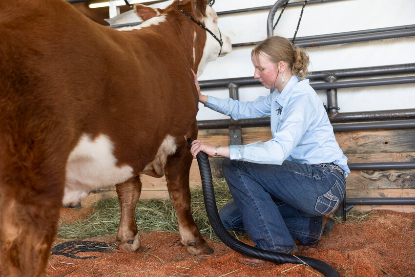 Katy Belles prepares her cow for showing during the Spring Youth Fair at the Southwest Washington Fairgrounds on Saturday, May 3.