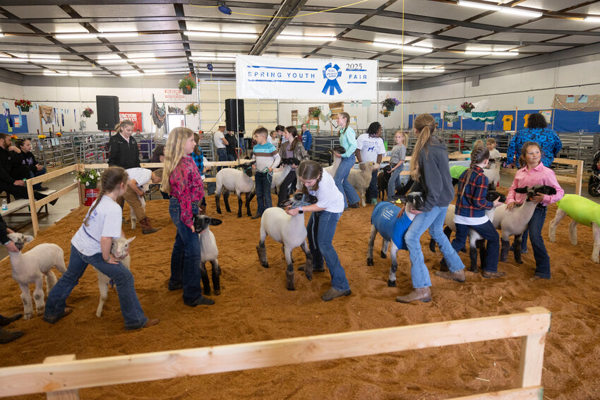 Young kids learn how to show sheep during the Spring Youth Fair at the Southwest Washington Fairgrounds on Saturday, May 3.