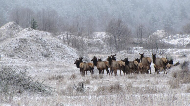 Elk are pictured near Mount St. Helens in this Washington Department of Fish and Wildlife photo.