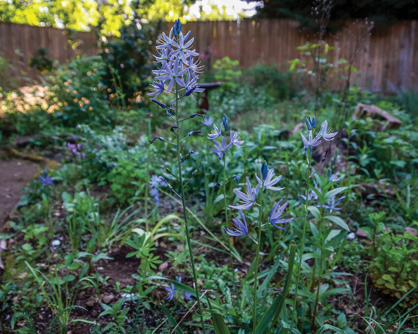 A camas lily, native to the Pacific Northwest, blooms in a Clark County backyard habitat. Vancouver Bee Project board chair Kyle Roslund encourages residents to plant native species to support pollinators.