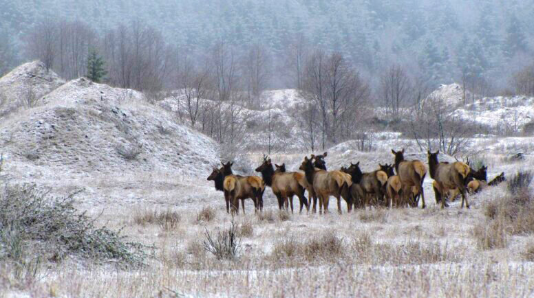 Elk are pictured near Mount St. Helens in 2014 in this Washington Department of Fish and Wildlife photo.