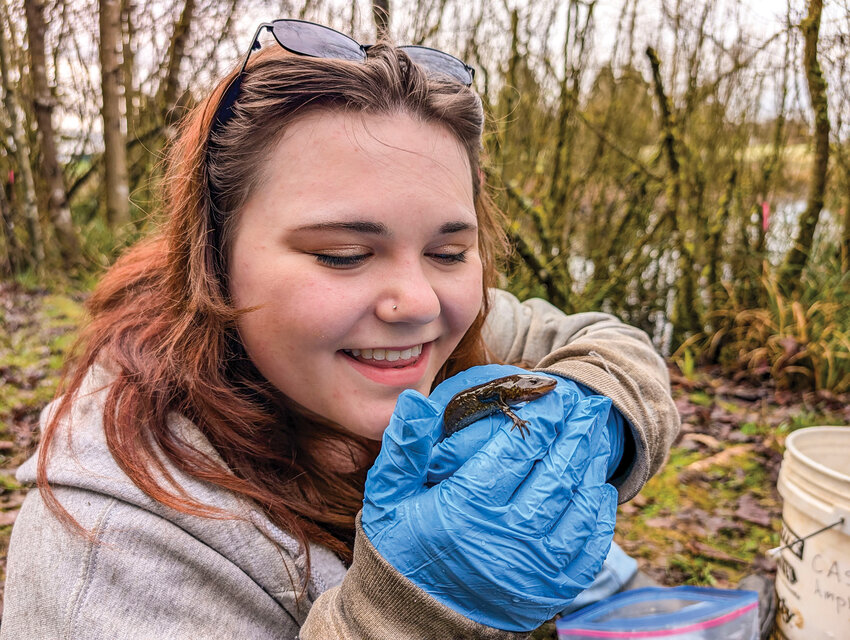 A large adult American bullfrog, an invasive-problematic species, sits on a log in a manmade pond at the Center for Agriculture, Science and Environmental Education (CASEE) in the Battle Ground Public Schools district on Thursday, May 8.