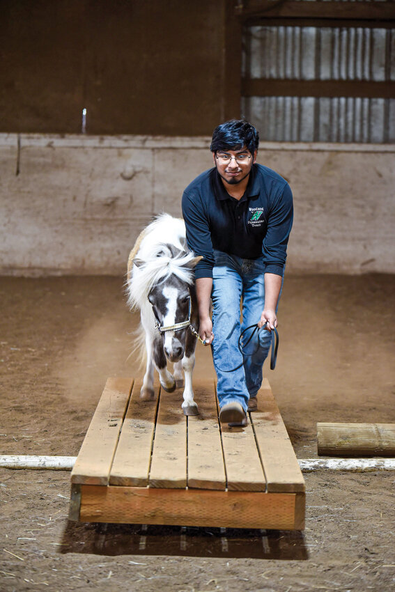Woodland High School senior Francisco Dejesus-Celestino practices in-hand relay with miniature horse Tilly. The pair placed 19th in the driving event at state in May, a remarkable finish for his first year in the sport.