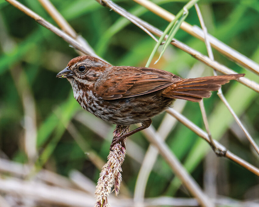 A song sparrow gathers food in a ditch in the 78th Street Heritage Farm property&rsquo;s wetland restoration project area on Wednesday, June 25.