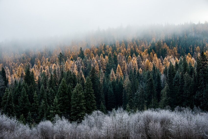 A foggy morning at Calispell Meadows on the Colville National Forest in northeast Washington.