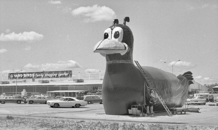 &quot;The Yard Birds shopping center has added another big bird to its flock to keep watch over the north parking lot. This unflinching mama fowl has a more dutiful task, however, than her 60-foot colleague who welcomes customers to the south parking lot. Her job is to make a nest for the Yard Bird helicopter. When the little bird lands, the big bird spreads its wings. The little bird is then wheeled into the nest on a steel track and loaded securely inside.&quot; &mdash; published by The Daily Chronicle on May 20, 1976