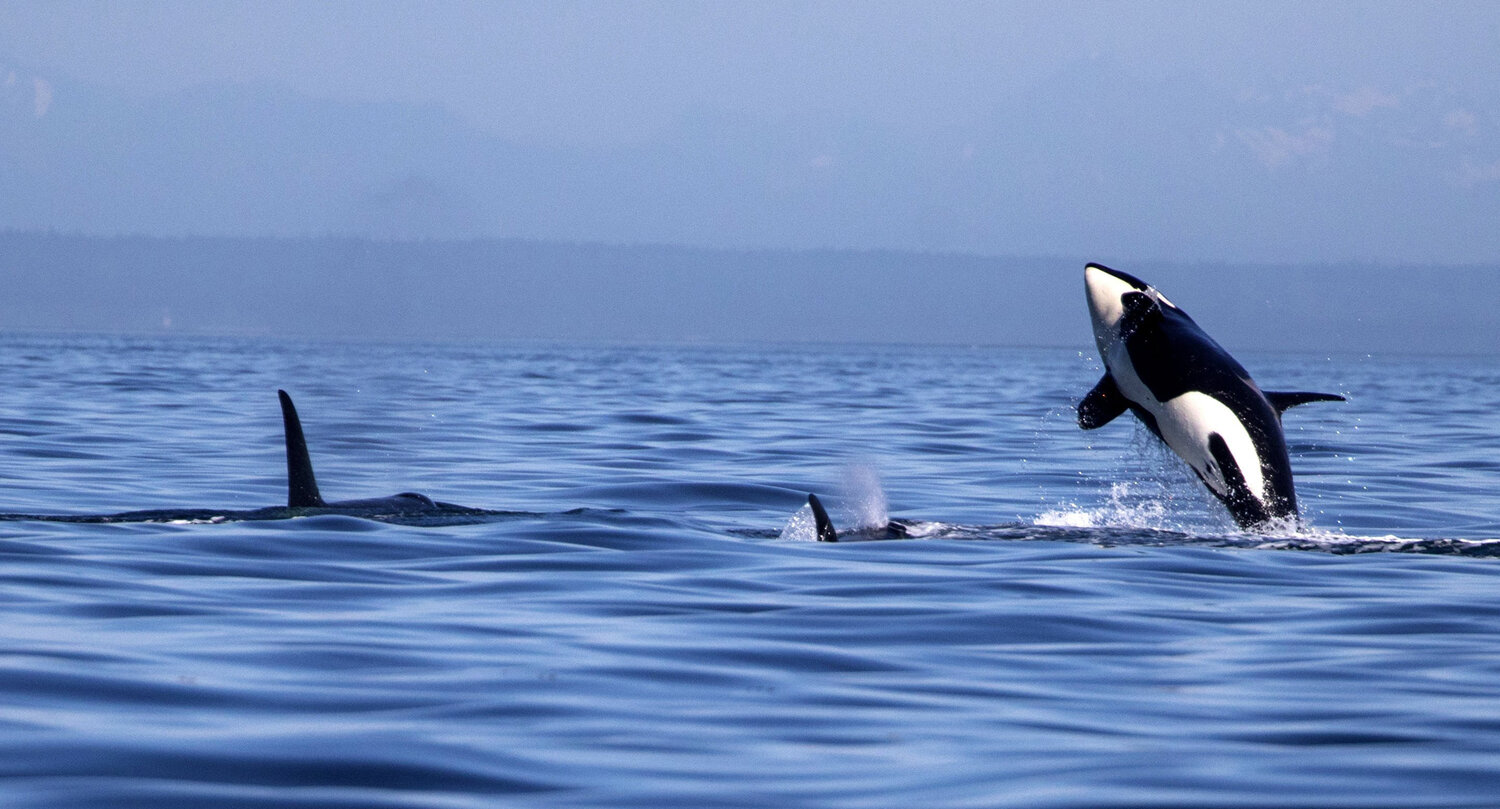 New Washington state law creates 1,000-yard boat buffer from southern resident orcas 