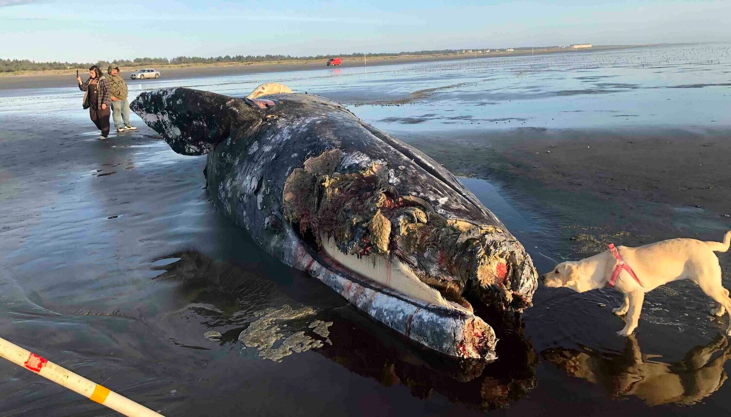 Dead gray whale beached near Ocean City | The Daily Chronicle