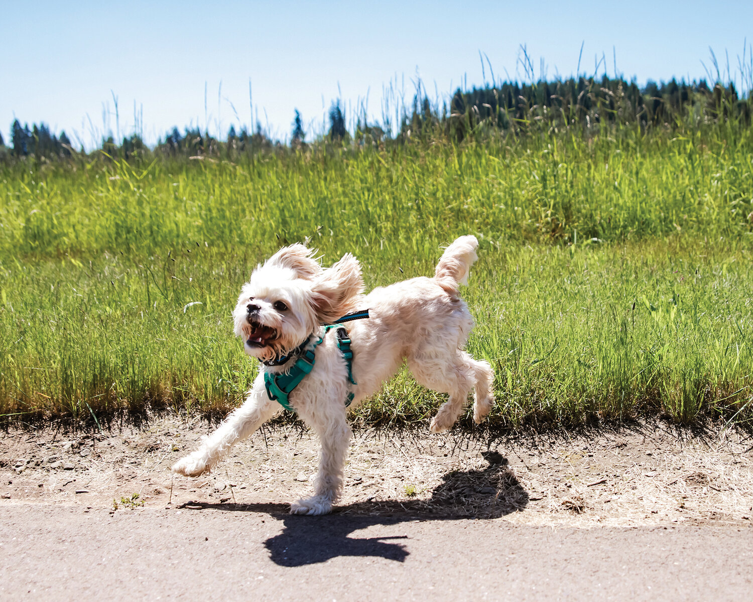 Outdoors scene: Lower Daybreak Trail a place for pet owners and nature ...