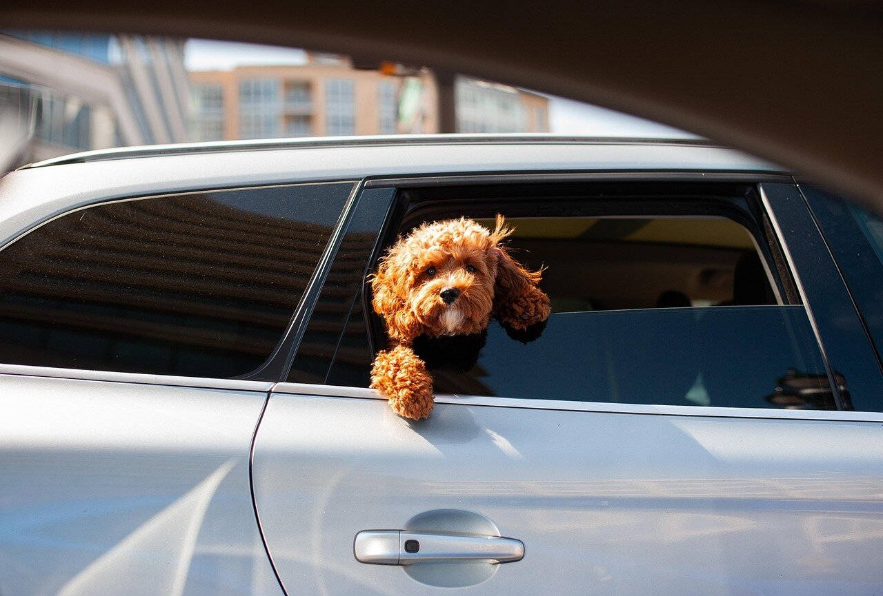 Don’t lock dogs in a hot car or try to rescue them in Washington state, both are illegal