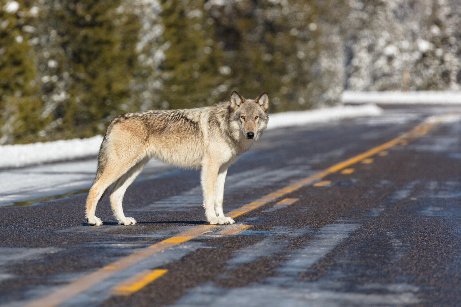 Montana Fish, Wildlife and Parks proposes increased wolf harvest quotas as population remains steady