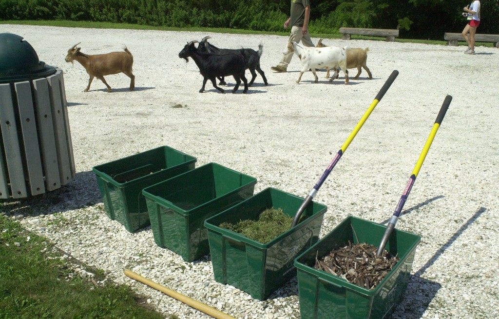 Rain barrels, composters and Nigerian goats Herald Community