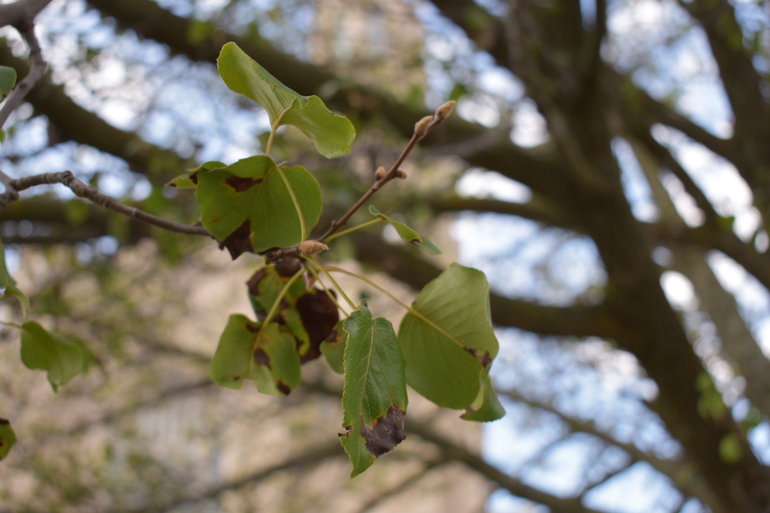 The Curse of the Bradford Pear